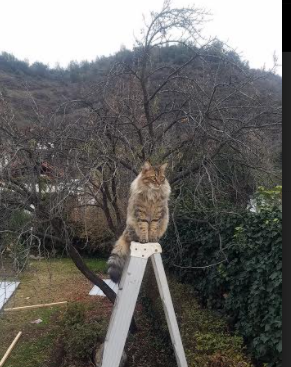 深圳领航队侧翼力量显著增强压制对手反击，深圳领航者队