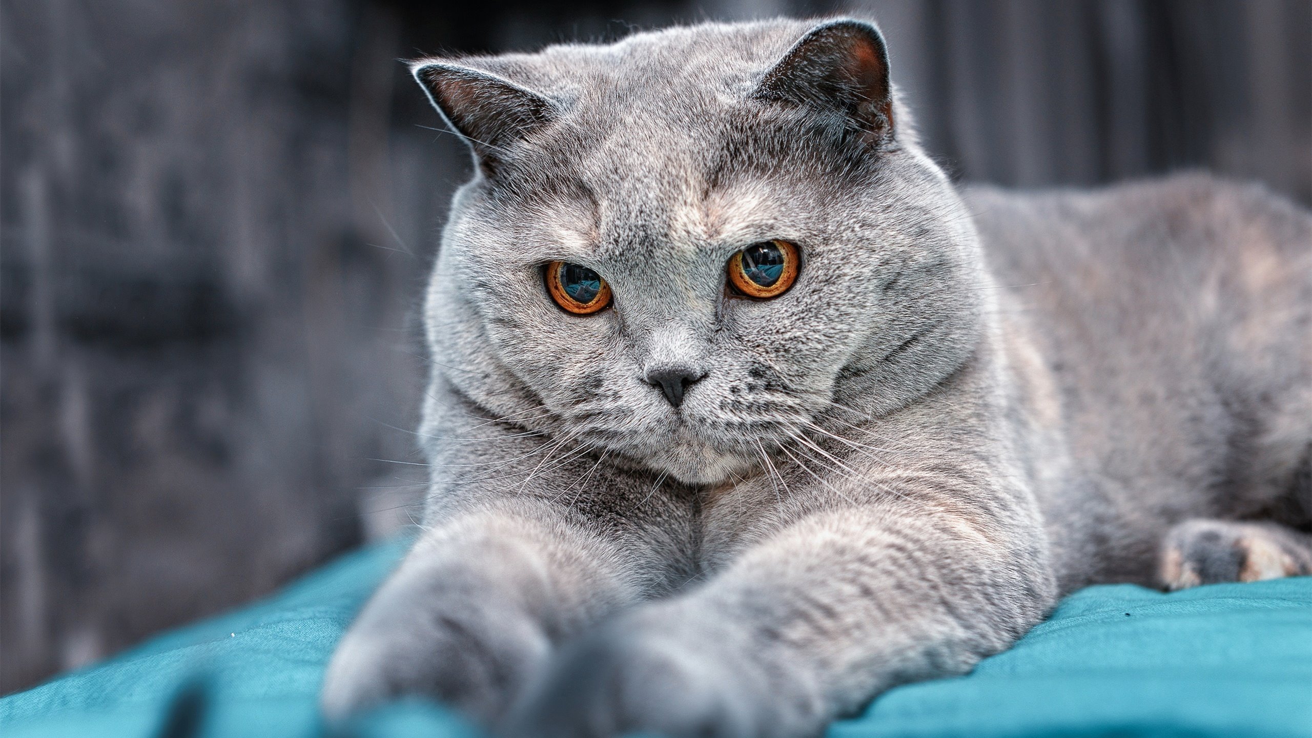 美国队赛制评析：如何最大化团体赛制的优势，美国队小组赛对手