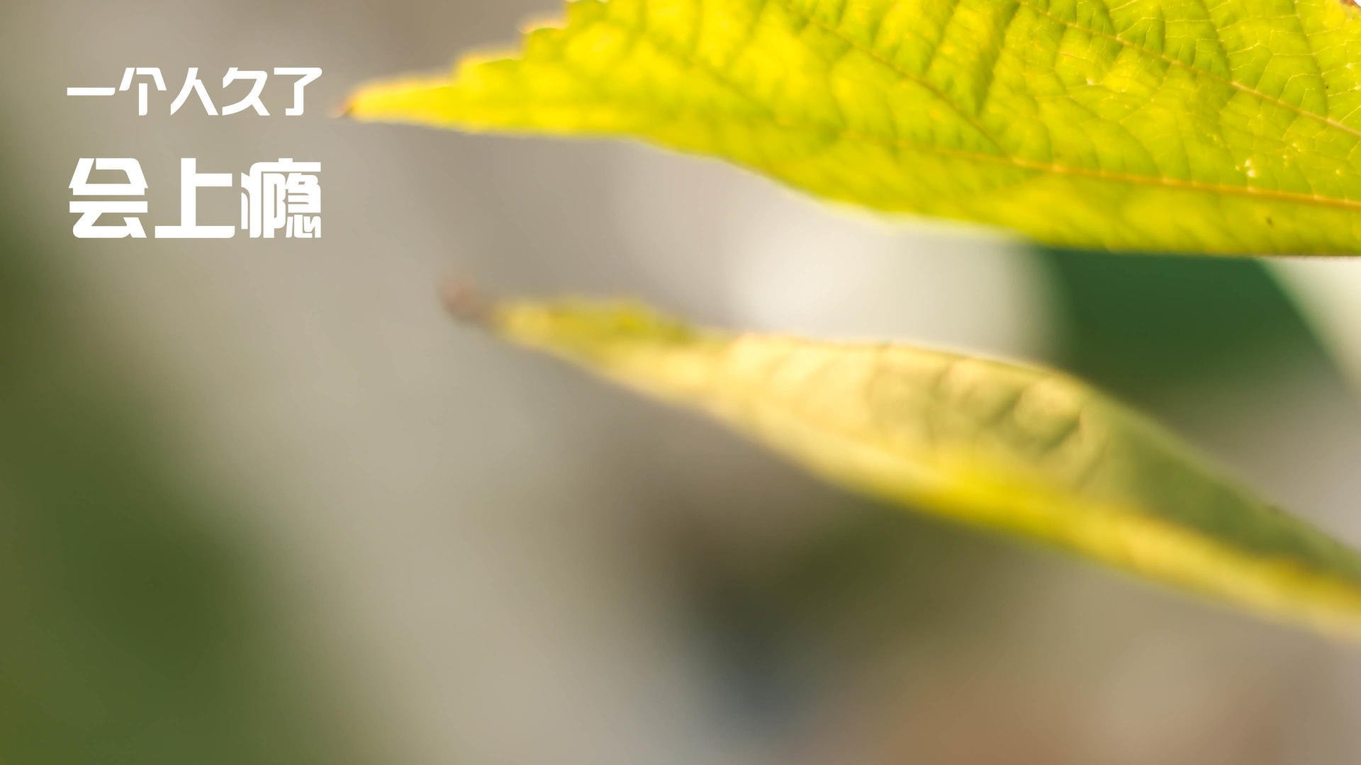 星空电竞平台-西雅图主帅强调心理建设，备战决赛，西雅图是哪支球队