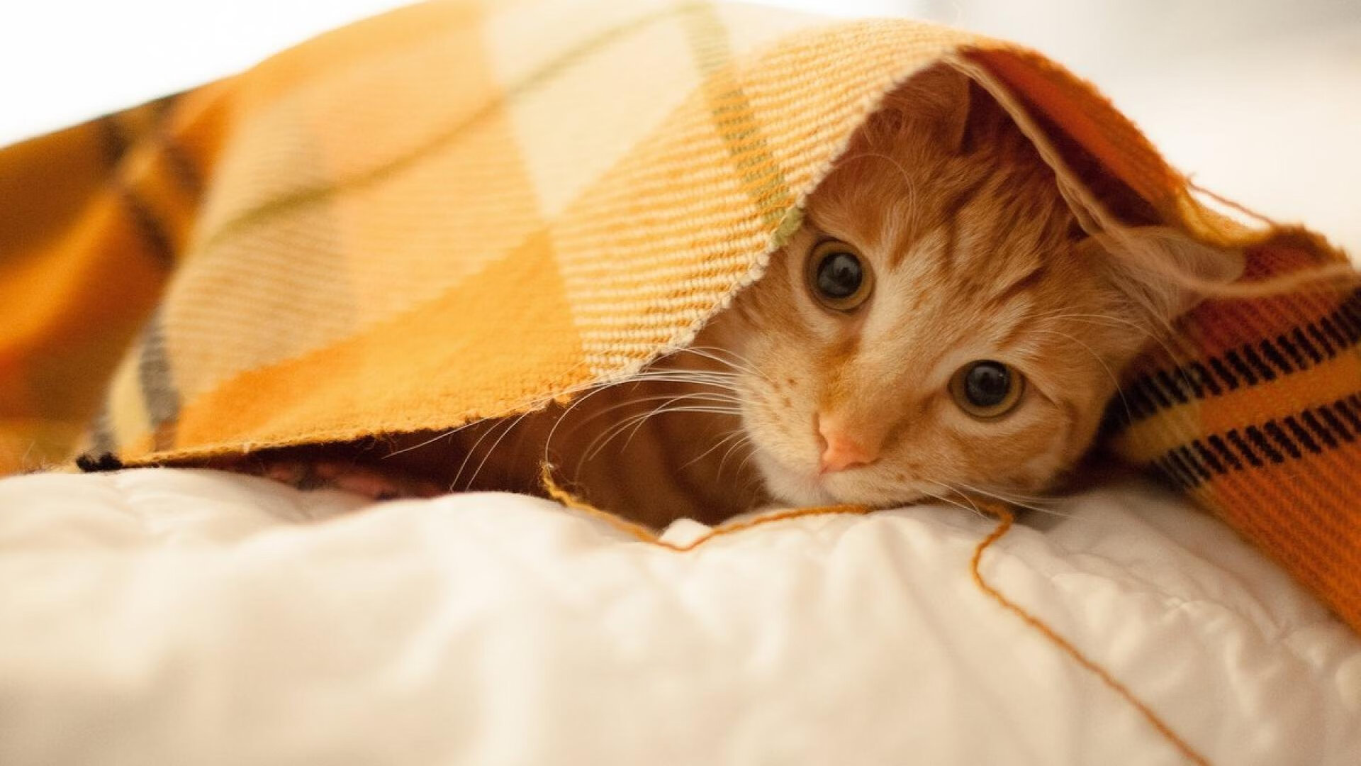 星空·体育app下载-高节奏打法下防守球员是否易体能枯竭，防守强度大时怎么进攻