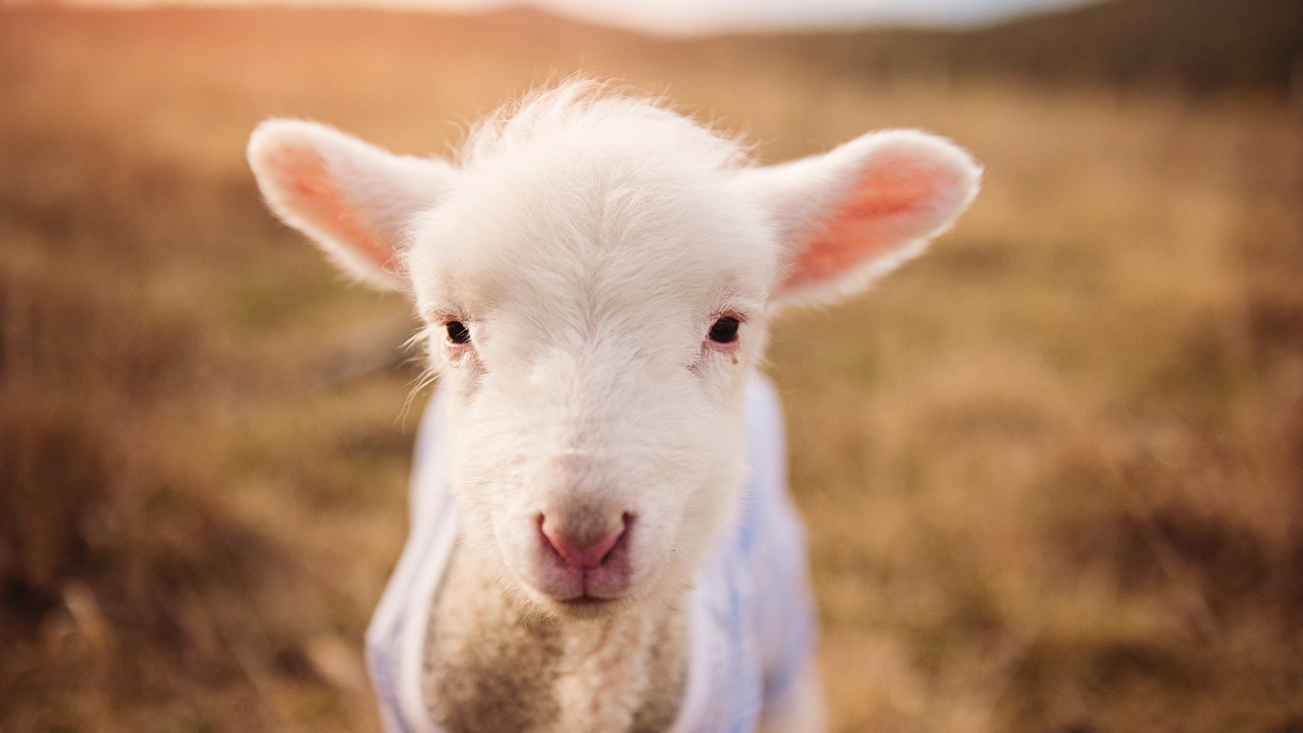 东契奇强调化解防守压力是稳胜关键，东契奇进攻集锦