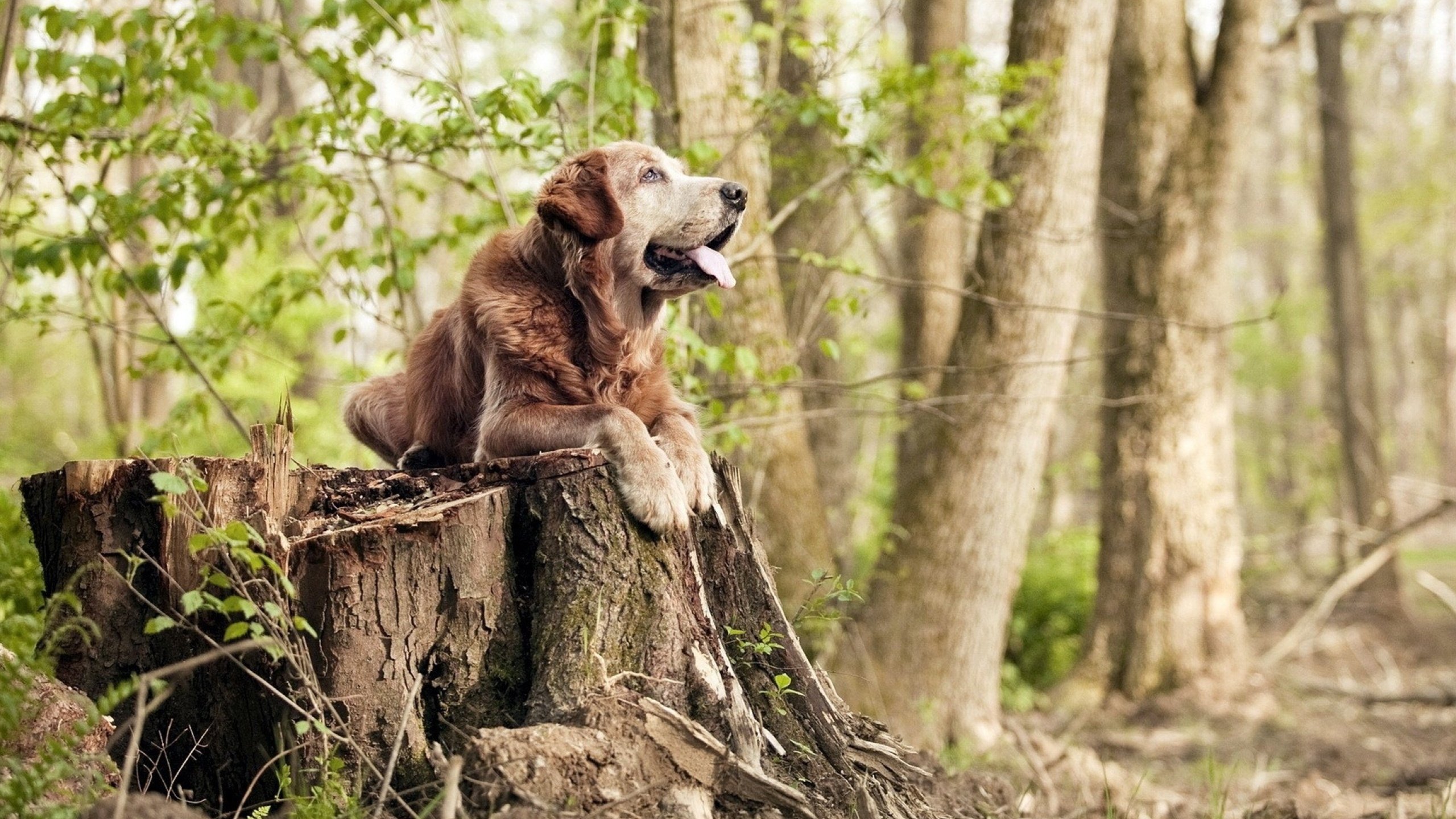 中国足球青训引入VR辅助技能训练技术，中国足球青训模式