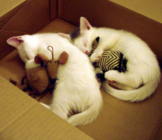 中国足球青训引入VR辅助技能训练技术，中国足球青训模式