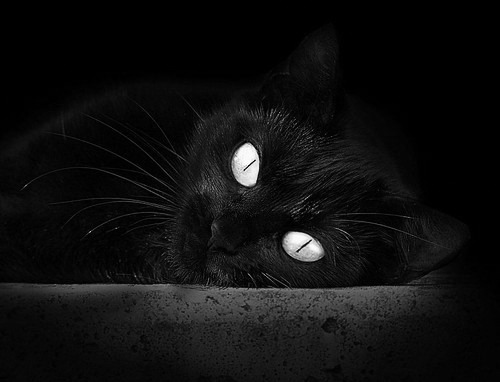 南非羚羊队的进攻核心：球员精准的跑位与球技让他们如猛虎下山