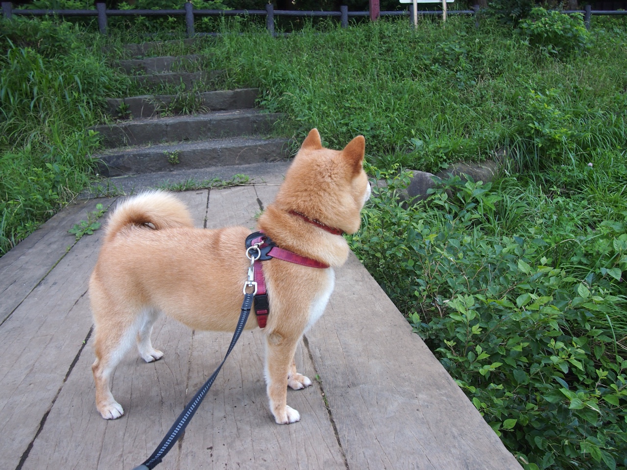 星空体育官网入口-女子足球世界杯备战紧张，女子足球世界杯预选赛