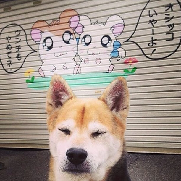 希腊女篮在欧洲锦标赛中再夺金牌，传统强队再续辉煌，希腊女球迷